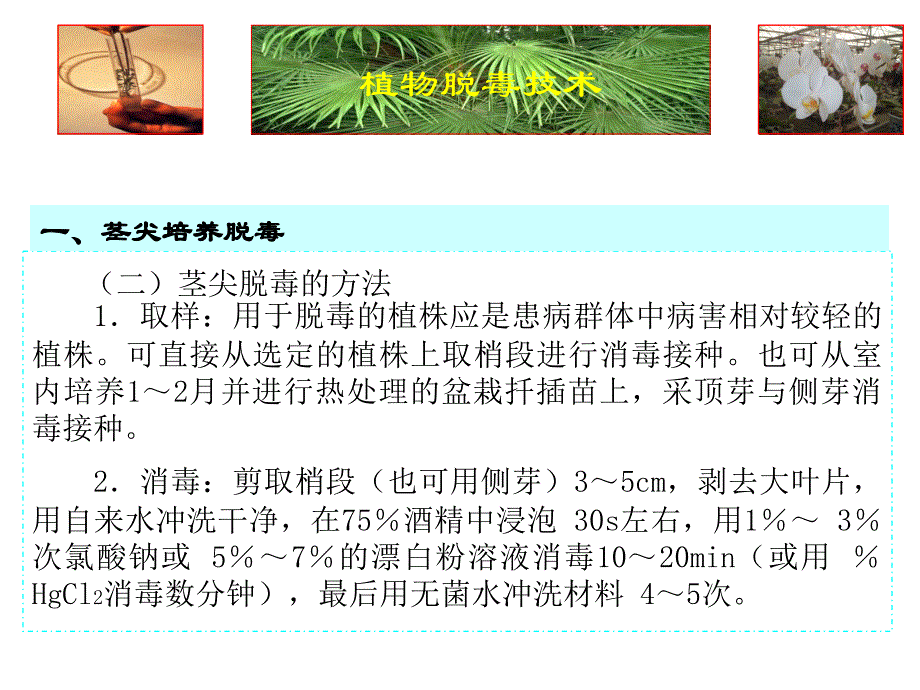 茎尖培养脱毒技术PPT课件_第4页