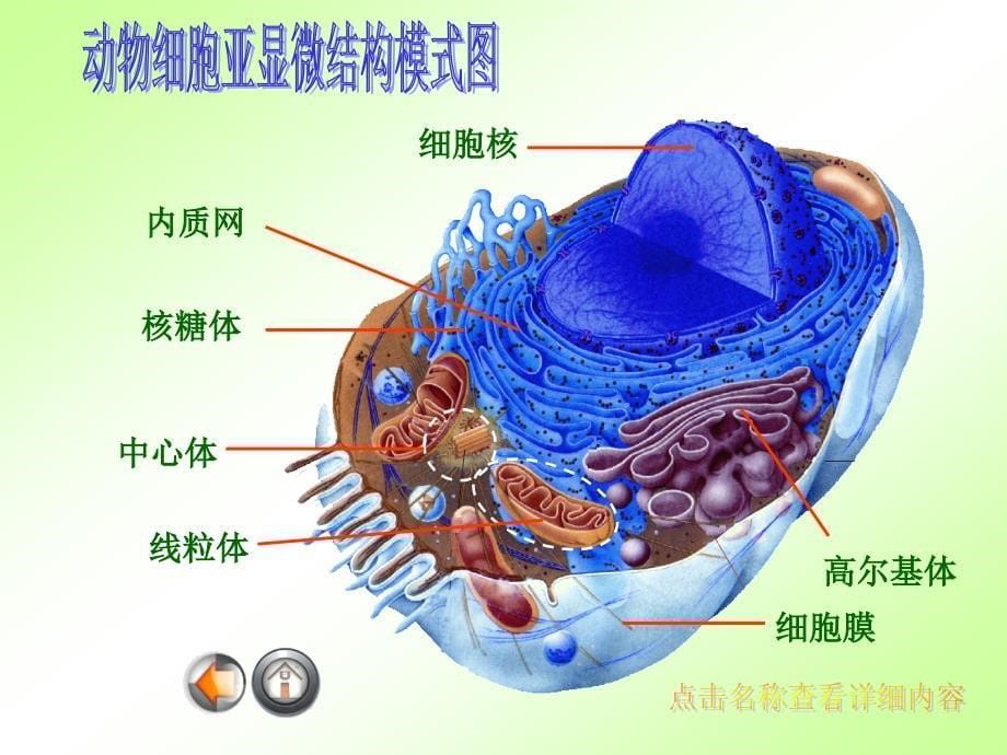 细胞质结构和功能_第5页