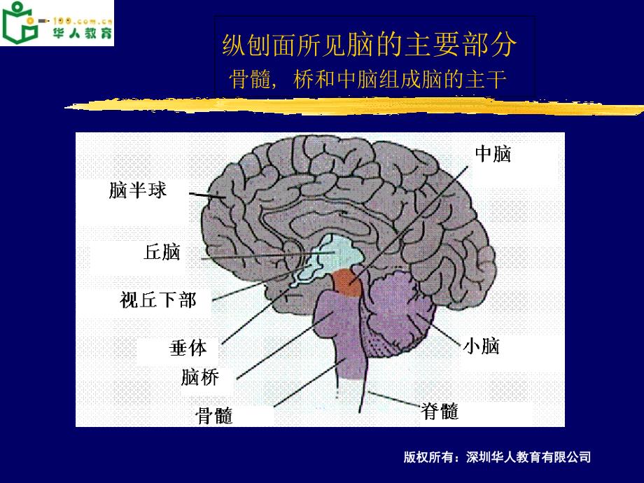 大脑结构功能PPT课件_第4页