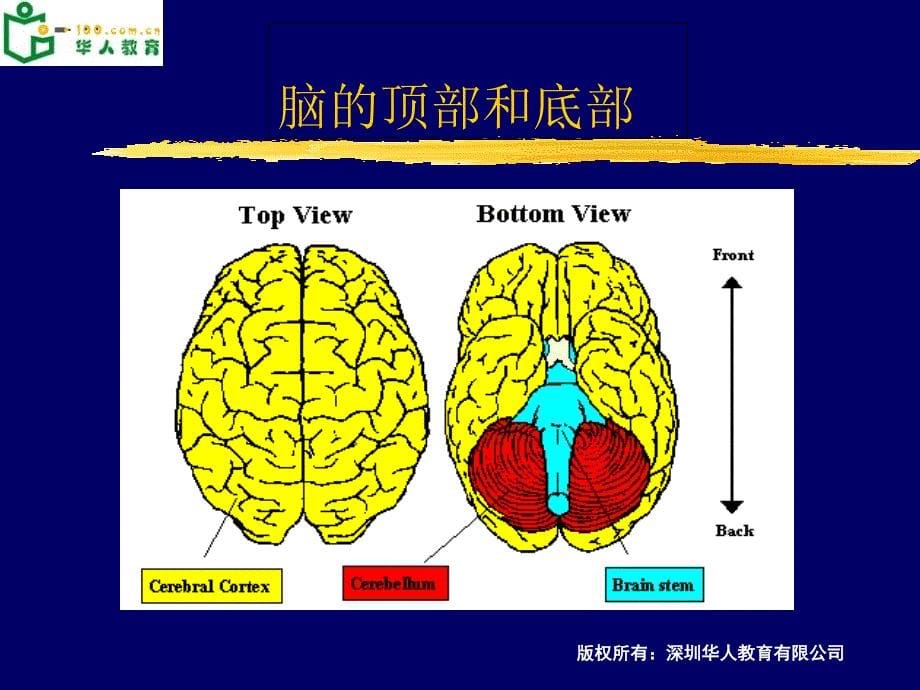 大脑结构功能PPT课件_第5页