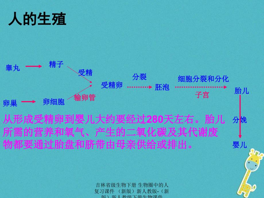 最新吉林省级生物下册生物圈中的人复习课件新版新人教版新版新人教级下册生物课件_第2页