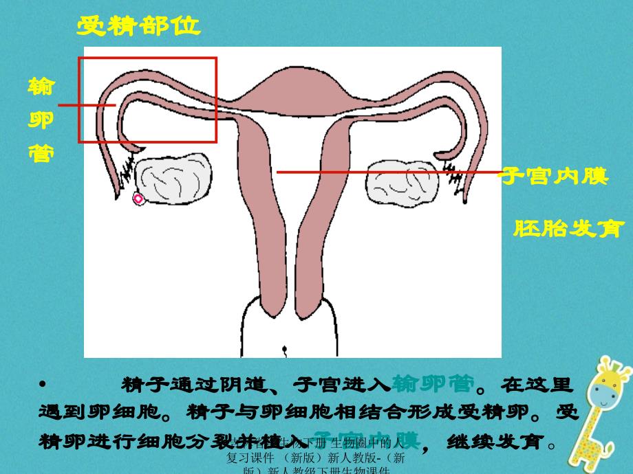 最新吉林省级生物下册生物圈中的人复习课件新版新人教版新版新人教级下册生物课件_第3页