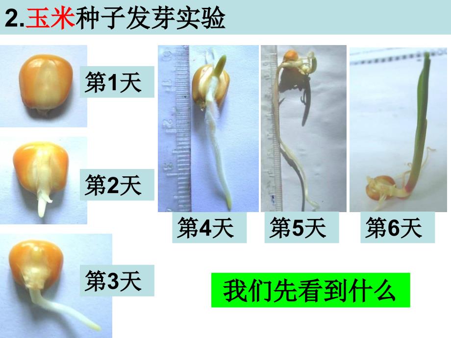 教科版三年级下册第一单元第3课_第3页