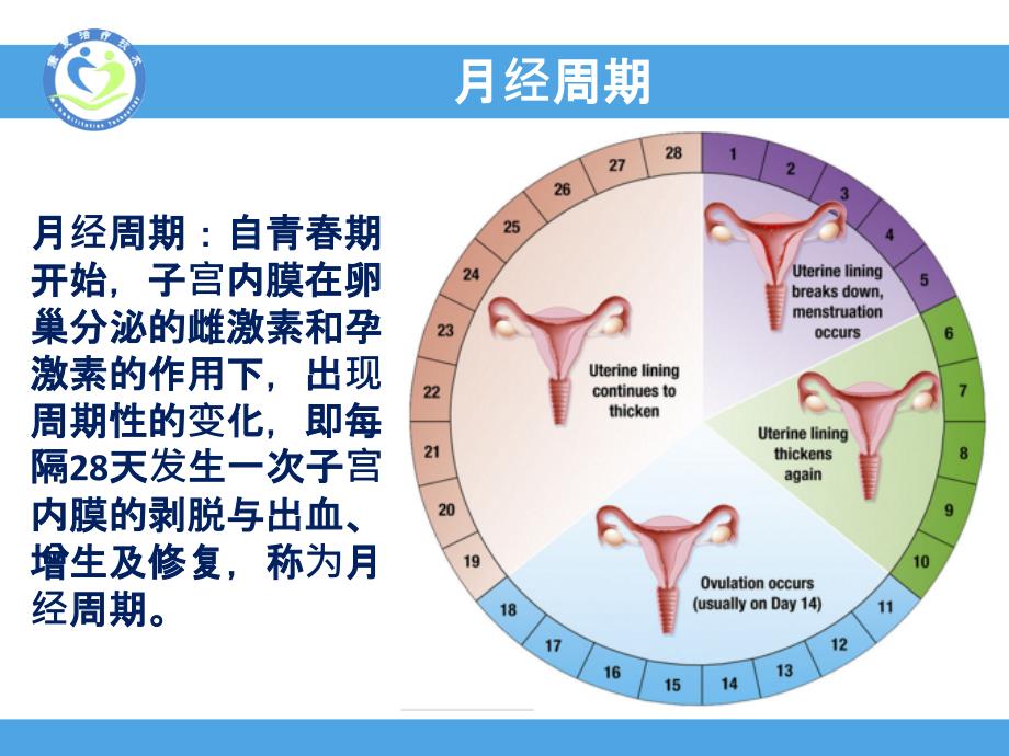 子宫内膜周期性变化_第3页