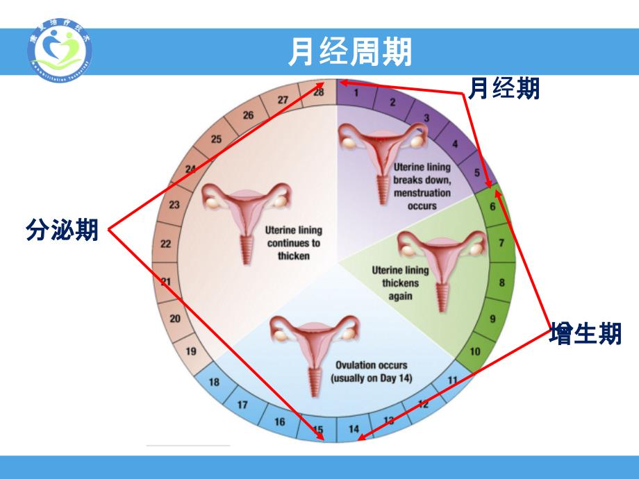 子宫内膜周期性变化_第4页