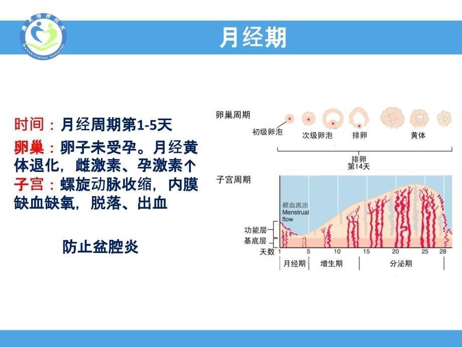 子宫内膜周期性变化_第5页