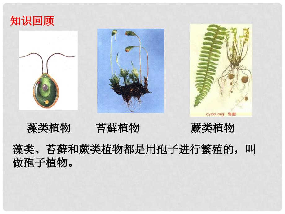 湖南省耒阳市冠湘中学七年级生物上册 3.1.2 种子植物课件 （新版）新人教版_第1页