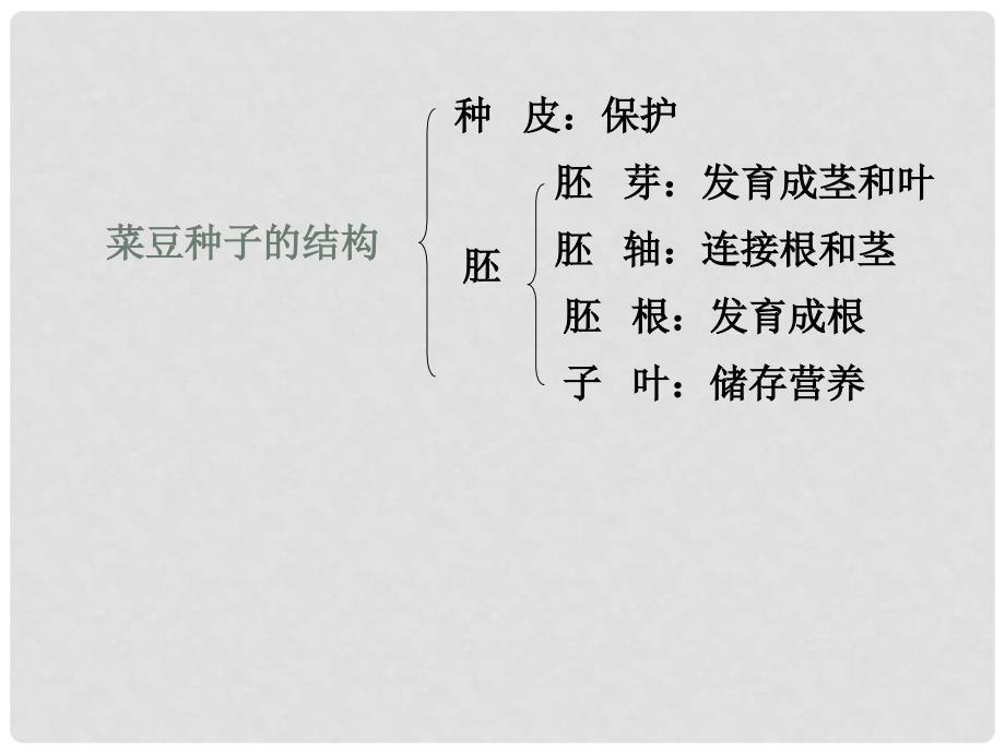 湖南省耒阳市冠湘中学七年级生物上册 3.1.2 种子植物课件 （新版）新人教版_第4页