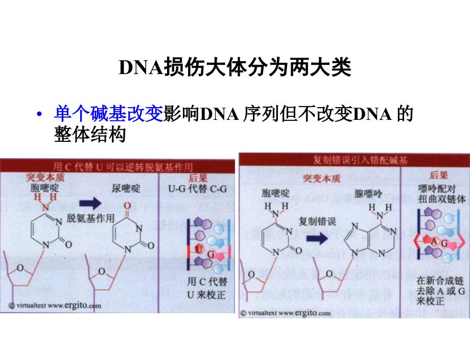 基因突变的修复课件_第2页