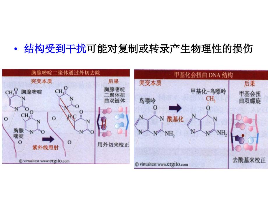 基因突变的修复课件_第3页