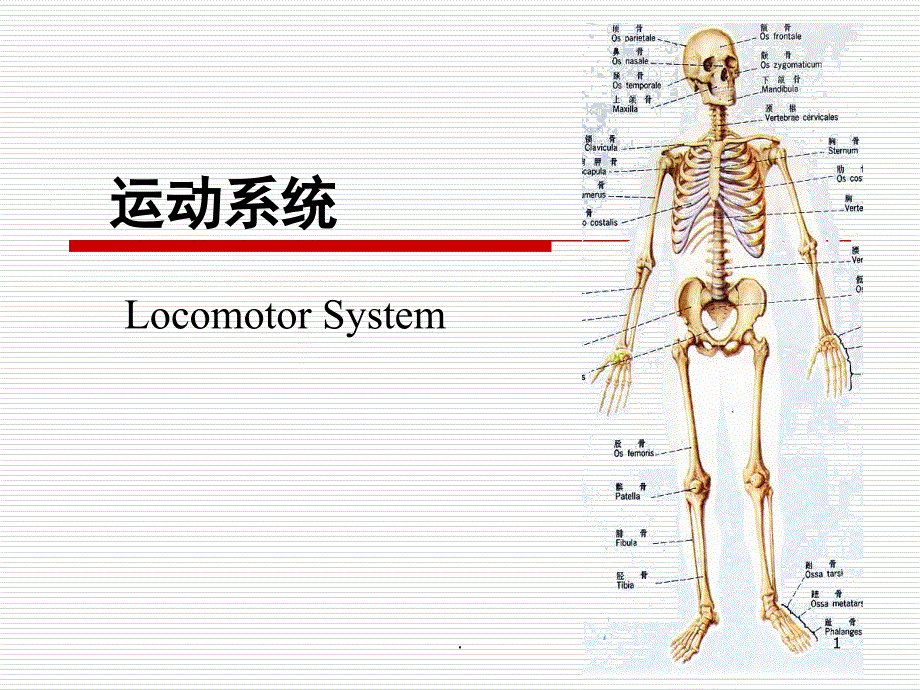 人体解剖学运动系统课堂PPT_第1页