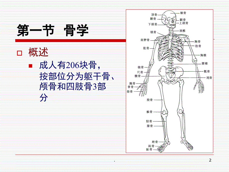 人体解剖学运动系统课堂PPT_第2页