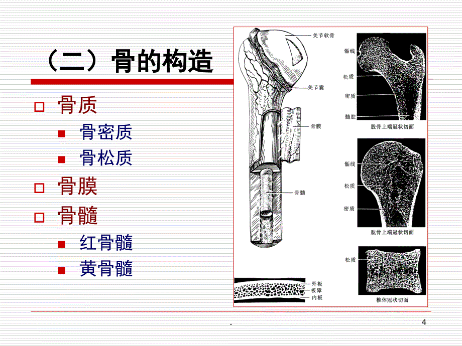 人体解剖学运动系统课堂PPT_第4页