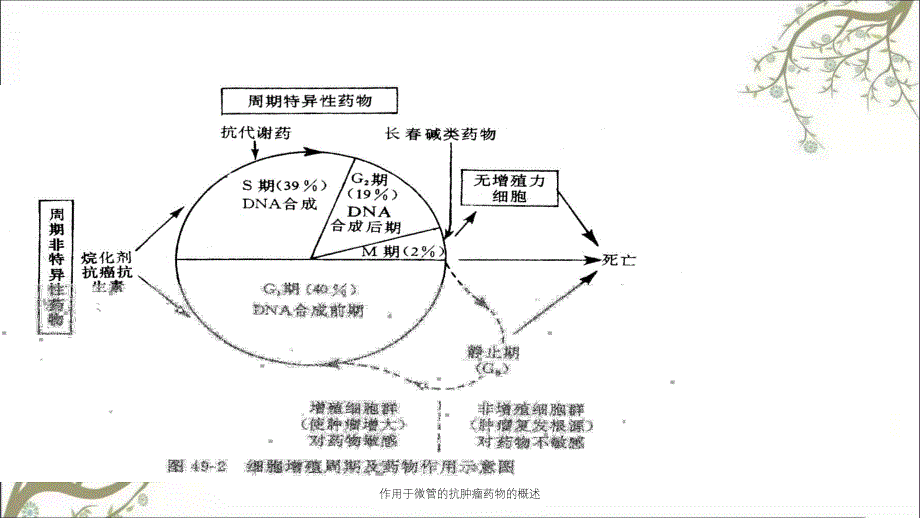 作用于微管的抗肿瘤药物的概述_第4页