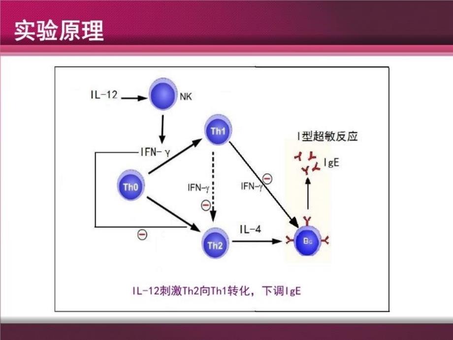 I型超敏反应实验设计教学提纲_第4页