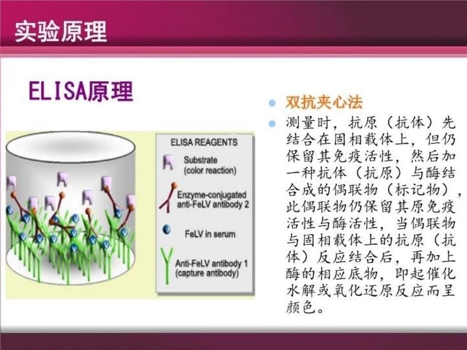 I型超敏反应实验设计教学提纲_第5页