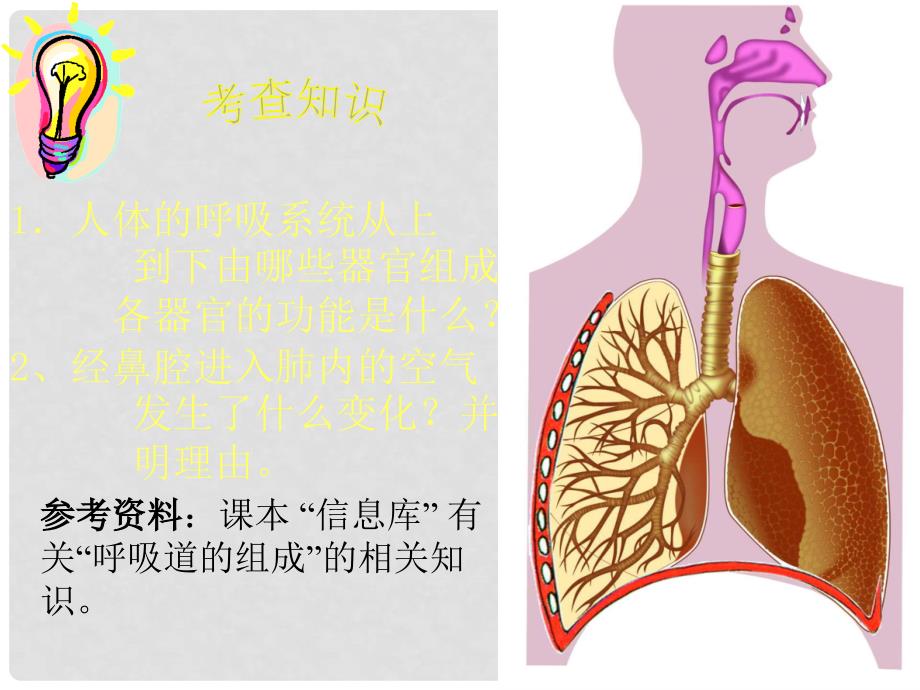 七年级生物下册 第3章 第1节《呼吸道对空气的处理》课件2 （新版）新人教版_第4页
