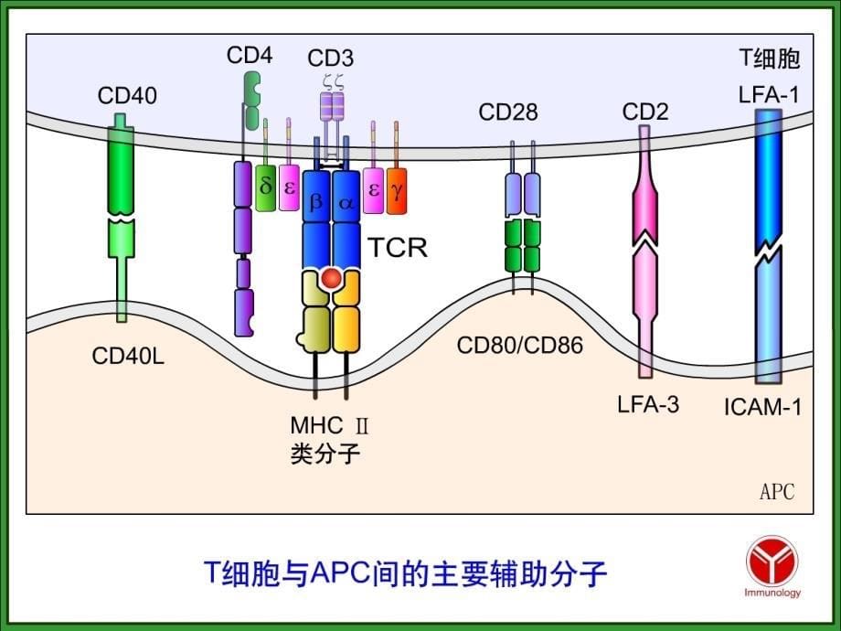 分化抗原xlppt课件_第5页