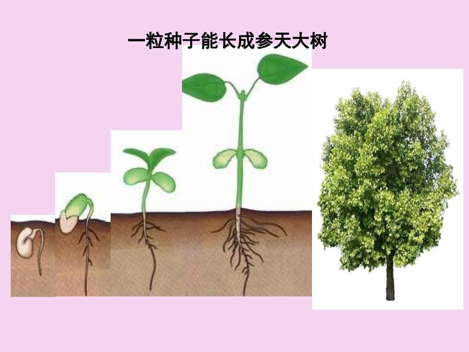 苏教版七年级生物上册2.3.3细胞分裂与分化ppt课件_第2页