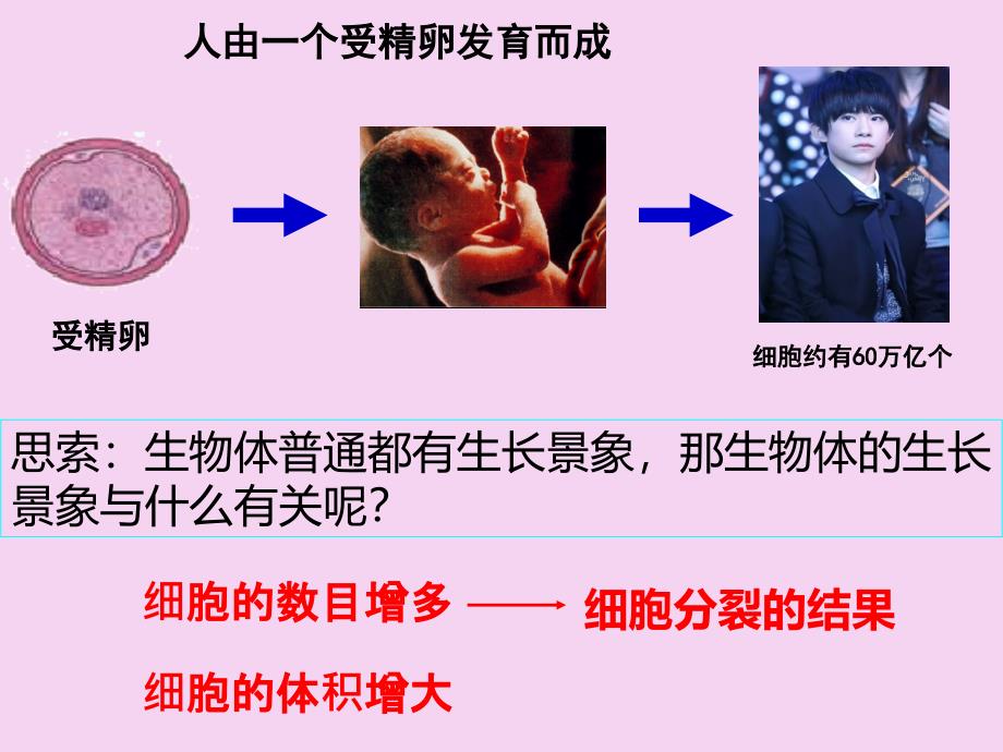 苏教版七年级生物上册2.3.3细胞分裂与分化ppt课件_第3页