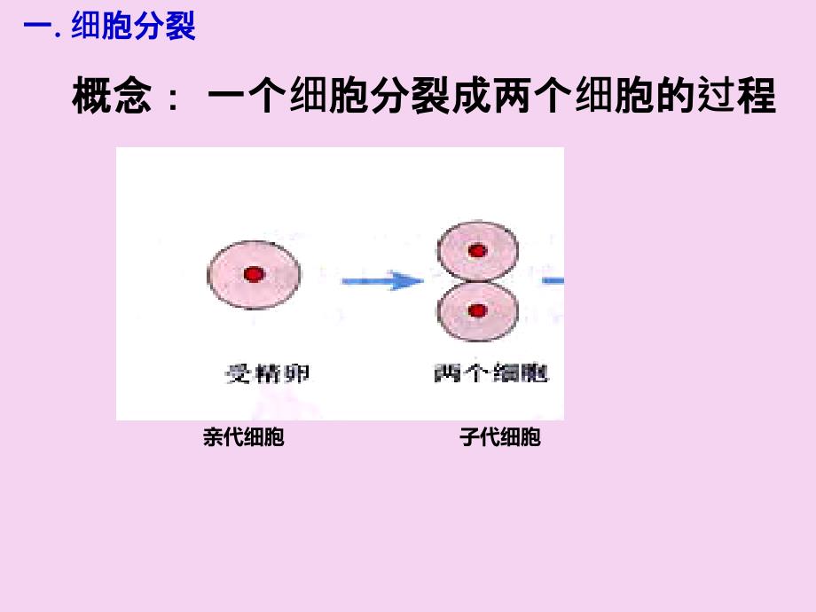 苏教版七年级生物上册2.3.3细胞分裂与分化ppt课件_第4页