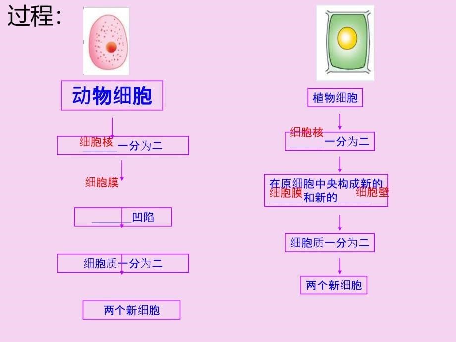 苏教版七年级生物上册2.3.3细胞分裂与分化ppt课件_第5页