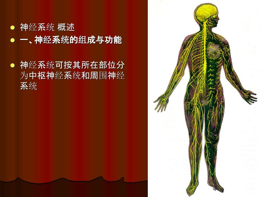 神经系统总论和脊髓_第2页