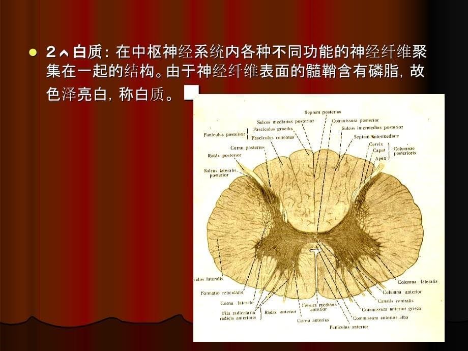 神经系统总论和脊髓_第5页