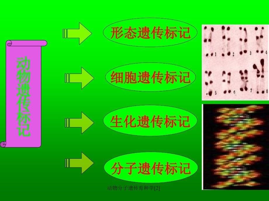 动物分子遗传育种学2_第5页