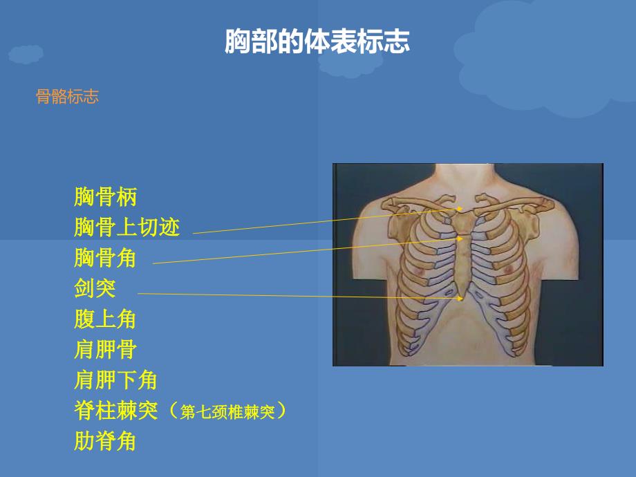 诊断学胸肺体格检查_第4页