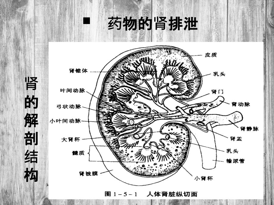 第六章药物的排泄_第4页