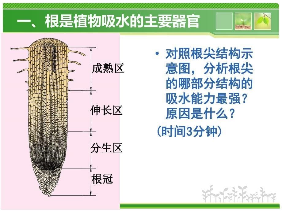 冀少版八上生物ppt课件22根对水分的吸收_第5页