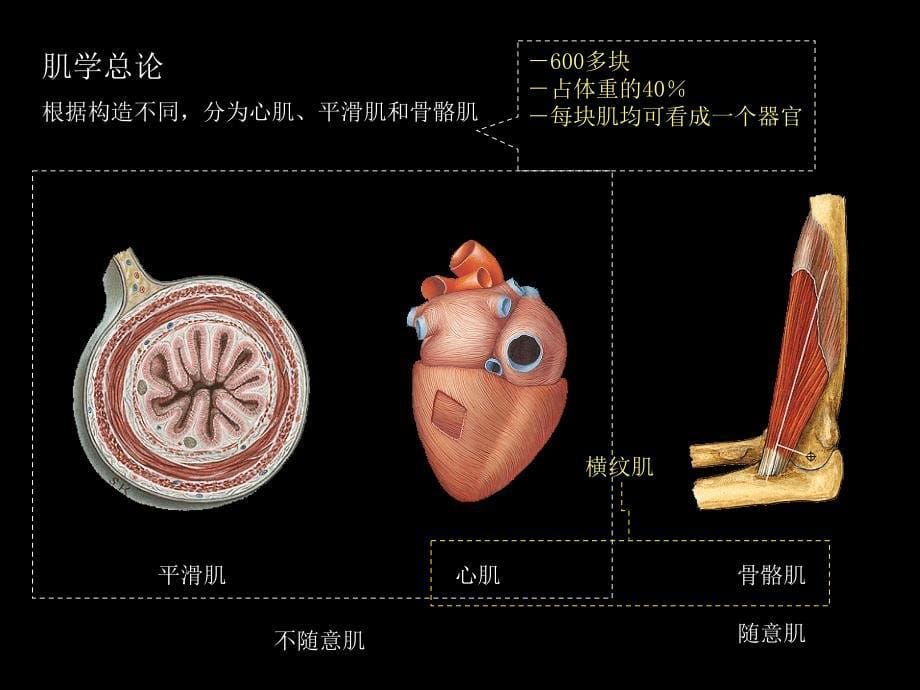 肌肉-人体解剖生理学_第5页