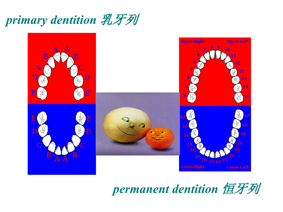 医学教学课件：第七节 乳牙外形_第3页