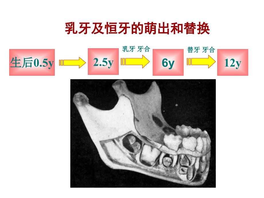 医学教学课件：第七节 乳牙外形_第4页