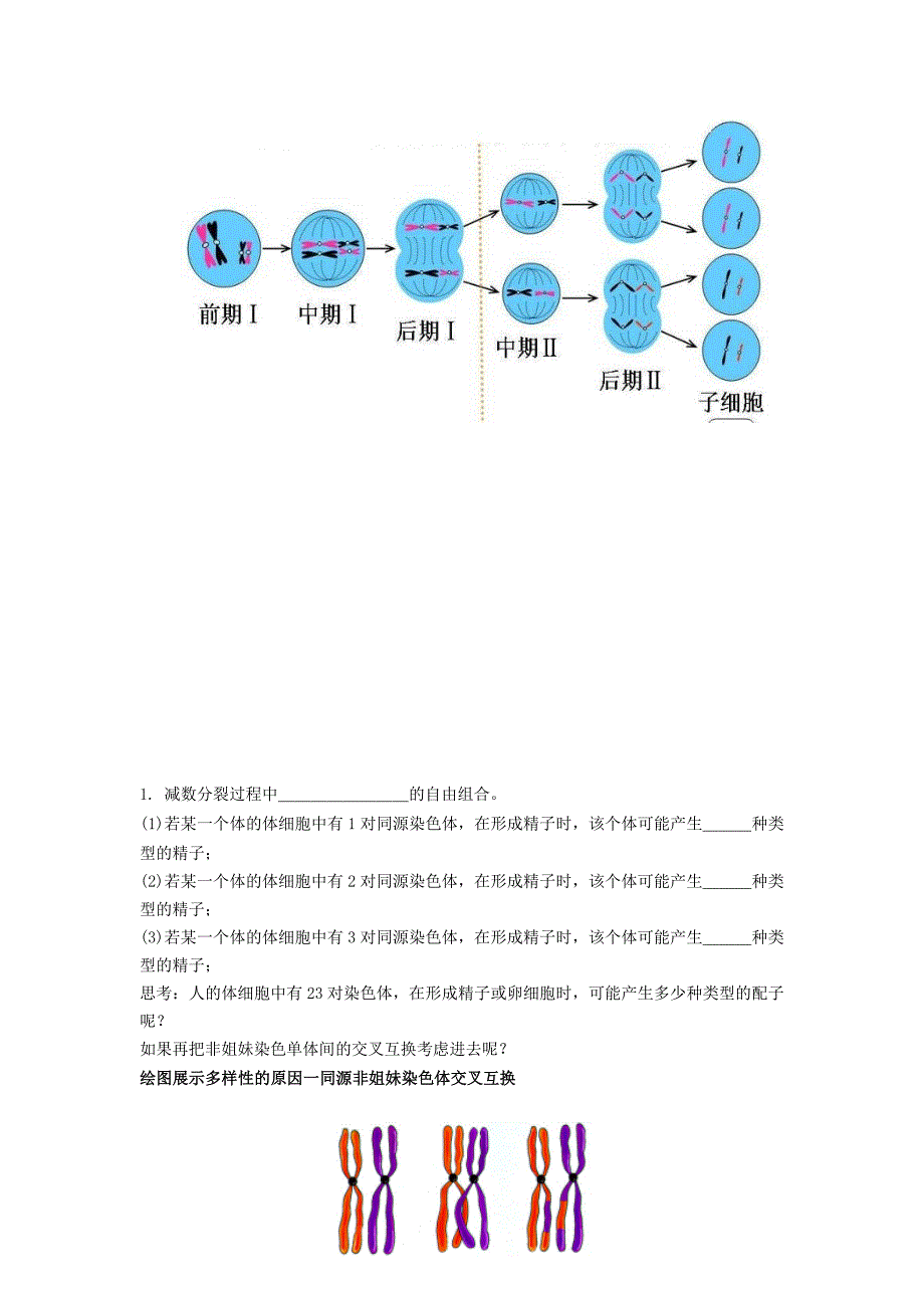 人教高中生物必修2导学案：第二章第1节 减数分裂和受精作用第3课时_第2页