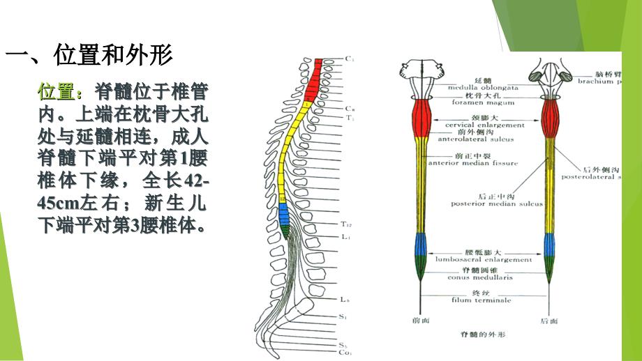 脊髓解剖与定位_第4页