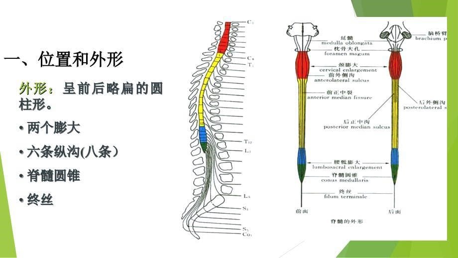 脊髓解剖与定位_第5页