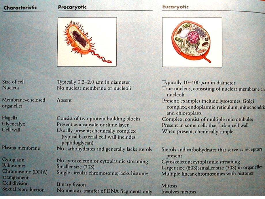 《微生物学》教学课件：02 真核微生物的形态结构和功能_第4页