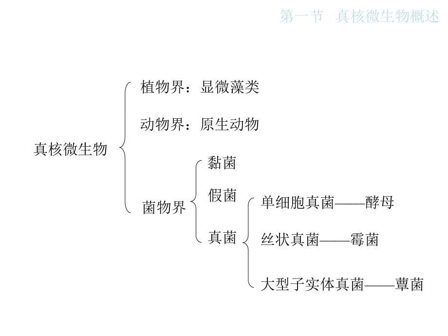 《微生物学》教学课件：02 真核微生物的形态结构和功能_第5页