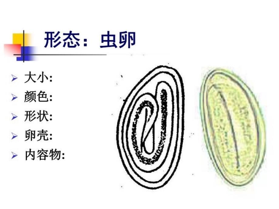 最新周蛲虫广州管圆线虫丝虫旋毛虫精品课件_第4页