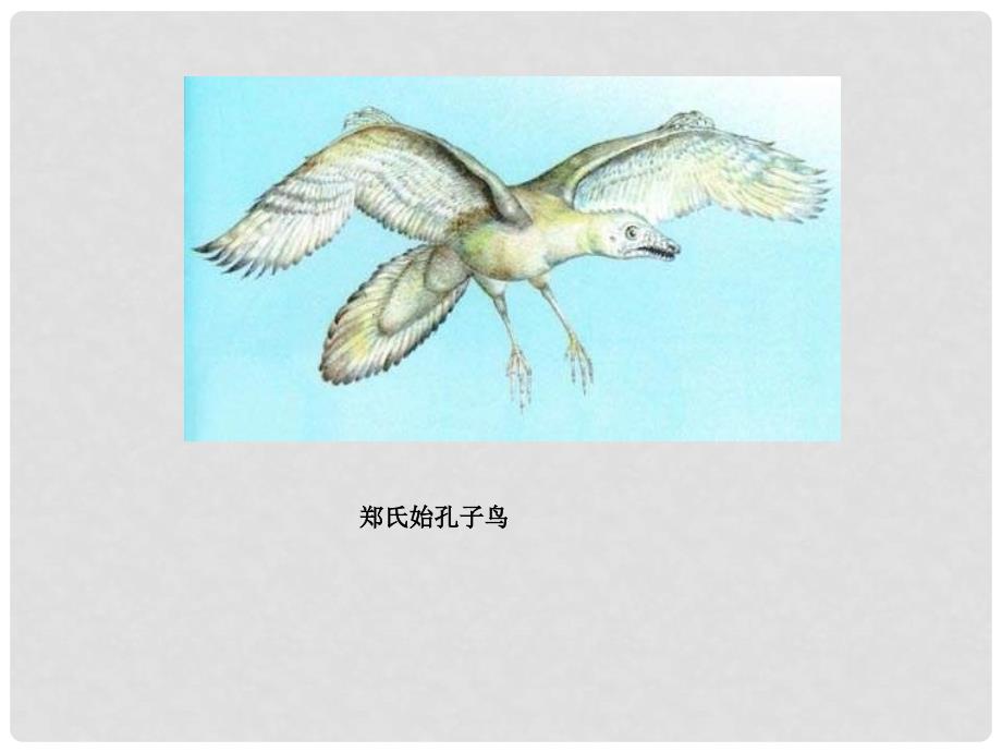 吉林省前郭尔罗斯蒙古族自治县八年级生物下册 7.3.2生物化的历程课件 （新版）新人教版_第2页