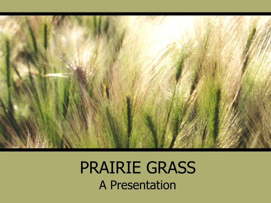 最新自然类PPT模板prairiegrass_第1页