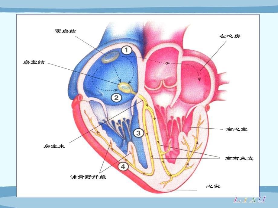 生理学课件：第四章 血液循环_第5页