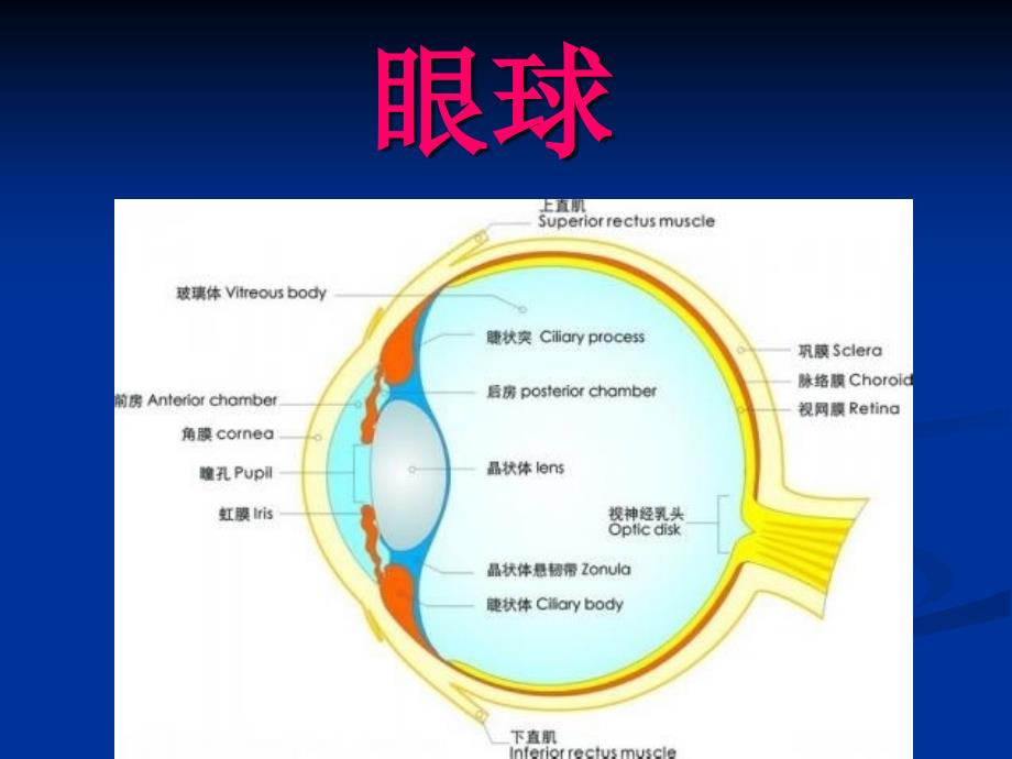 《眼球解剖及生理》PPT课件.ppt_第3页