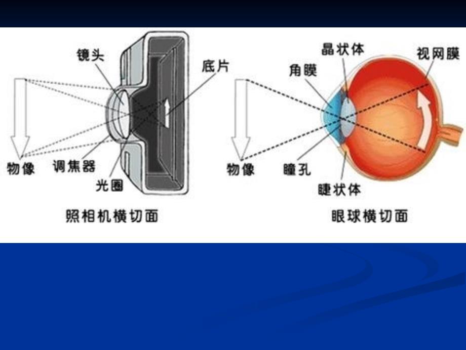 《眼球解剖及生理》PPT课件.ppt_第5页