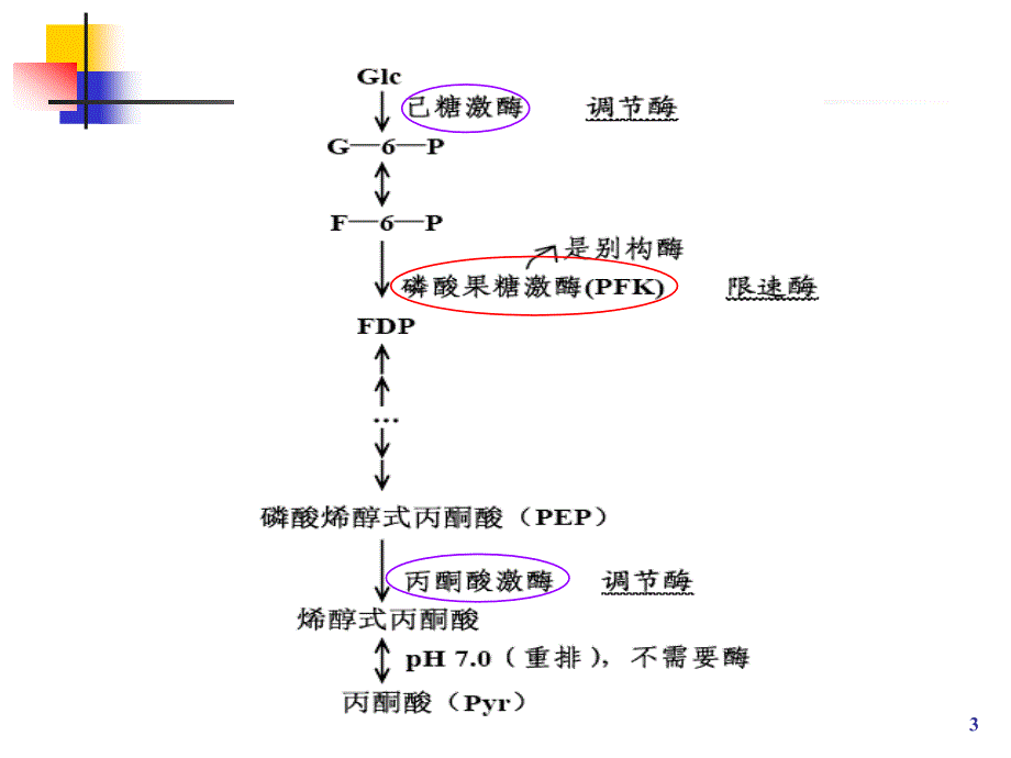 酵母菌的酒精发酵课件_第3页