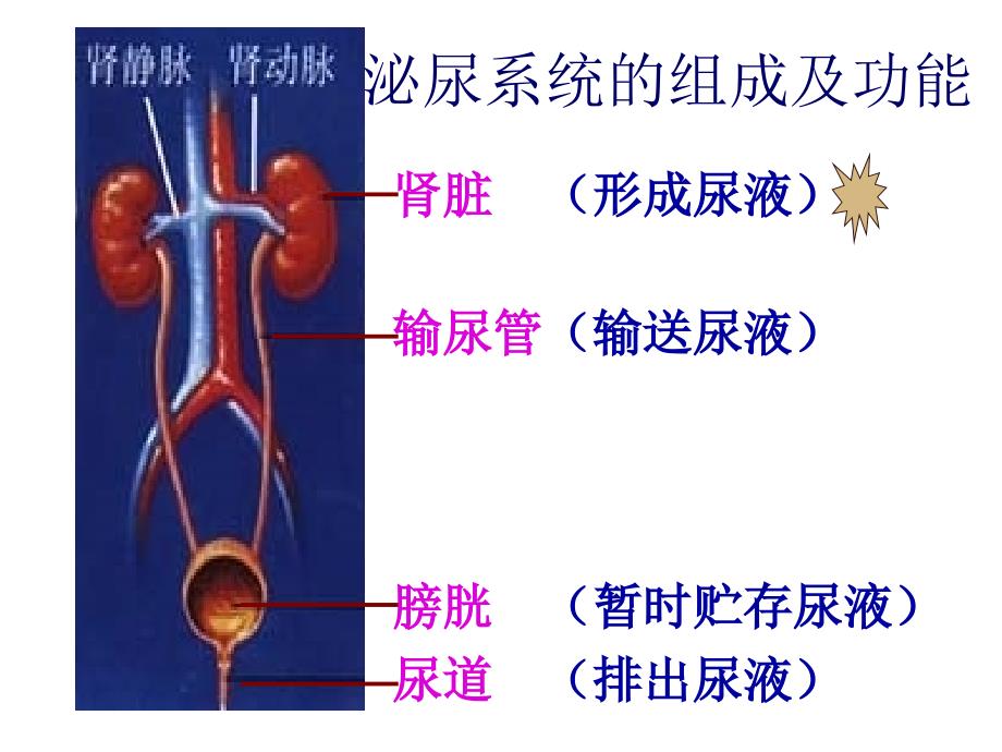 1104肾功能及早期肾损伤检验_第2页