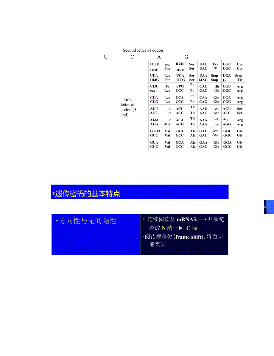 第十四章蛋白质的生物合成与翻译_第4页