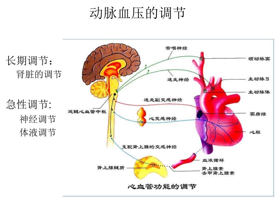 家兔动脉血压的调节_第4页